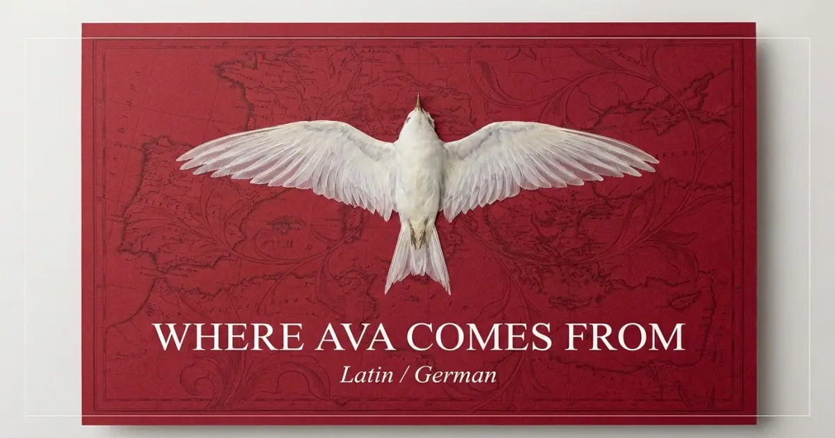 Where Ava Comes From