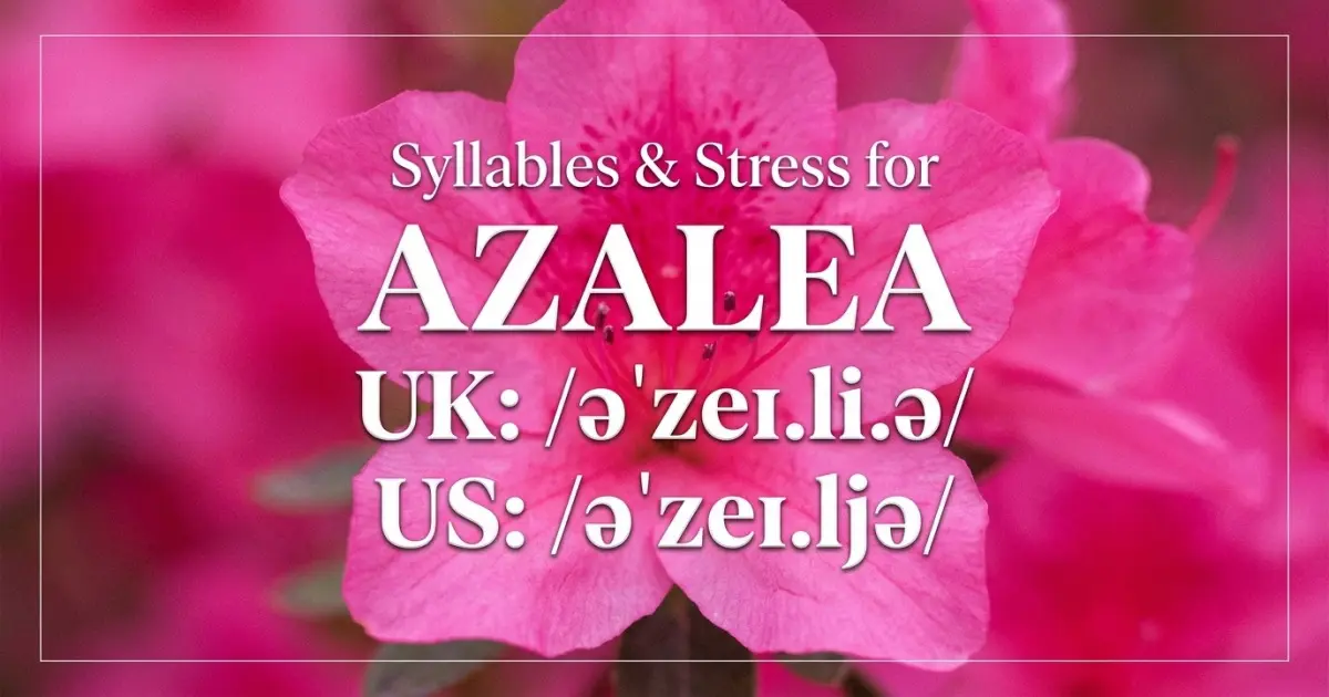Azalea syllables, stress, and UK and US pronunciation