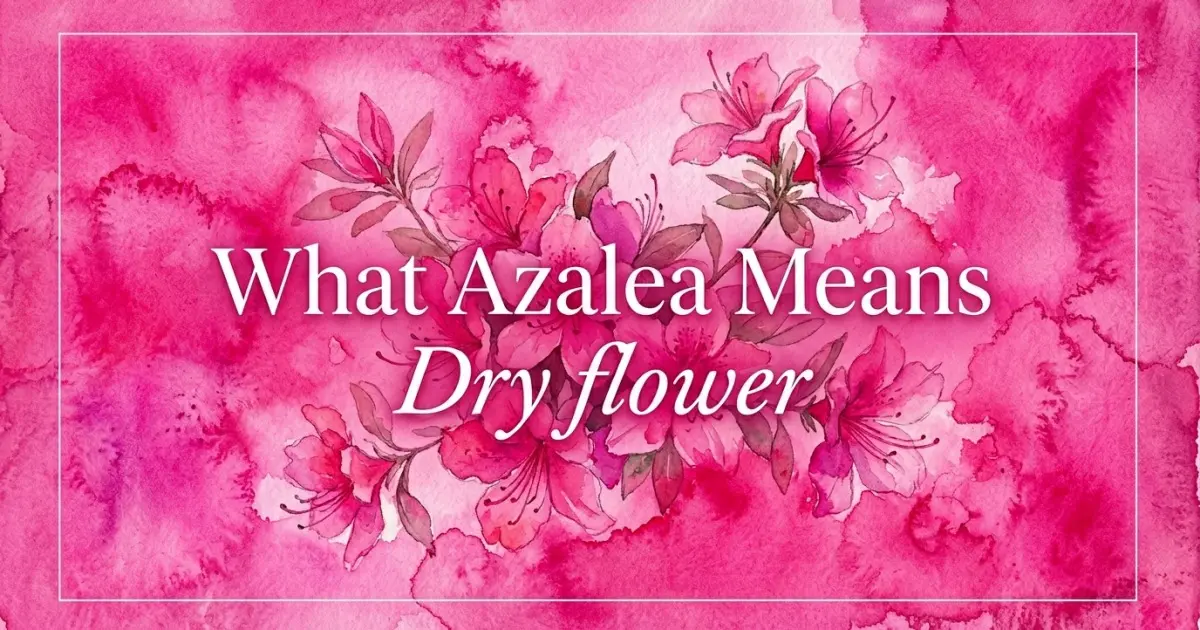 Azalea name meaning Dry flower