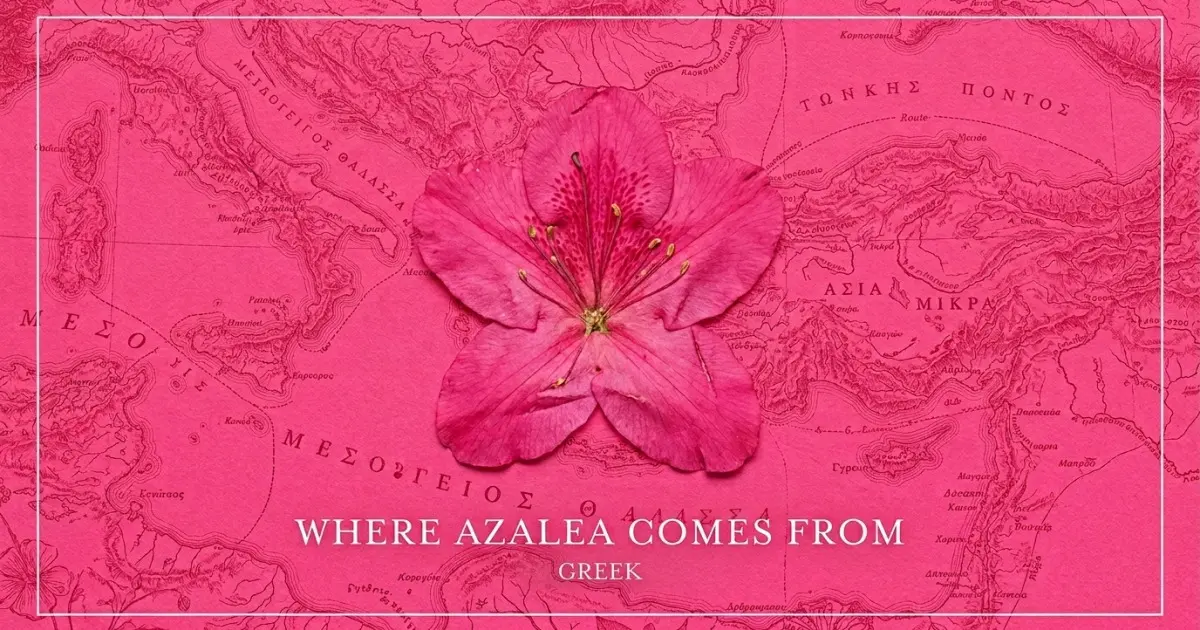 The name Azalea comes from: Greek
