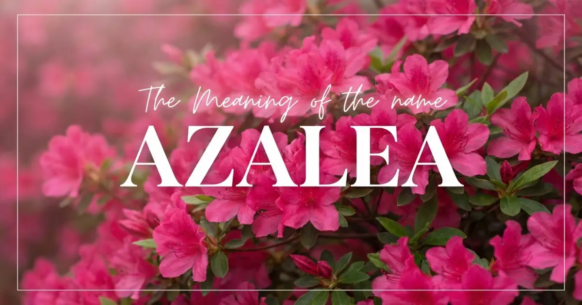 Azalea name meaning