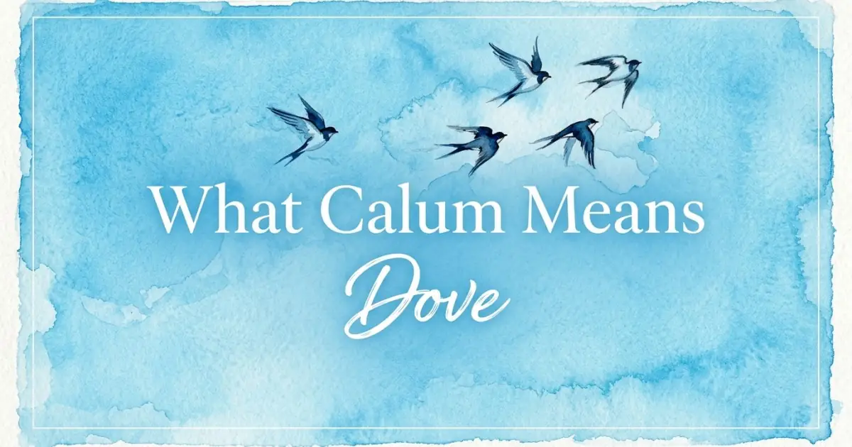 Calum name meaning Dove