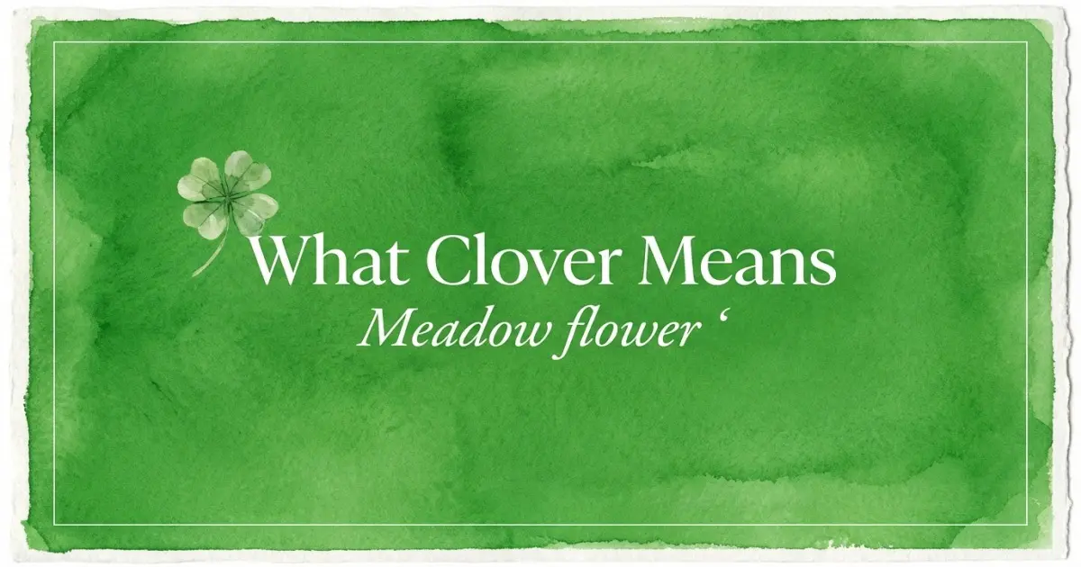 Clover name meaning Meadow flower