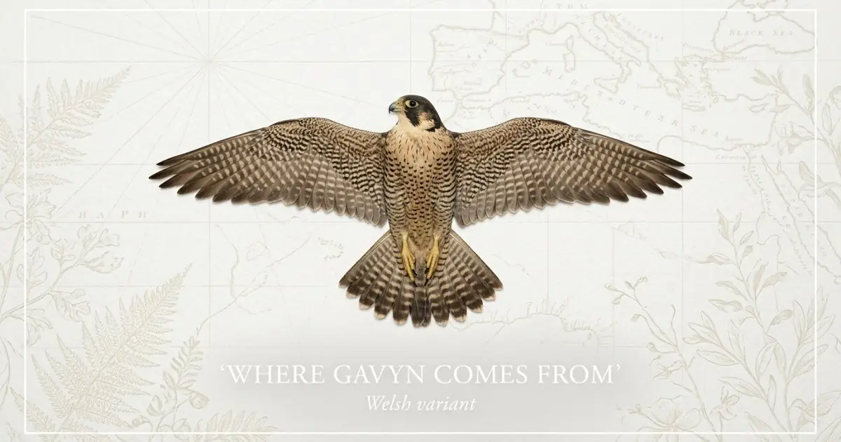 The name Gavyn comes from: Welsh variant