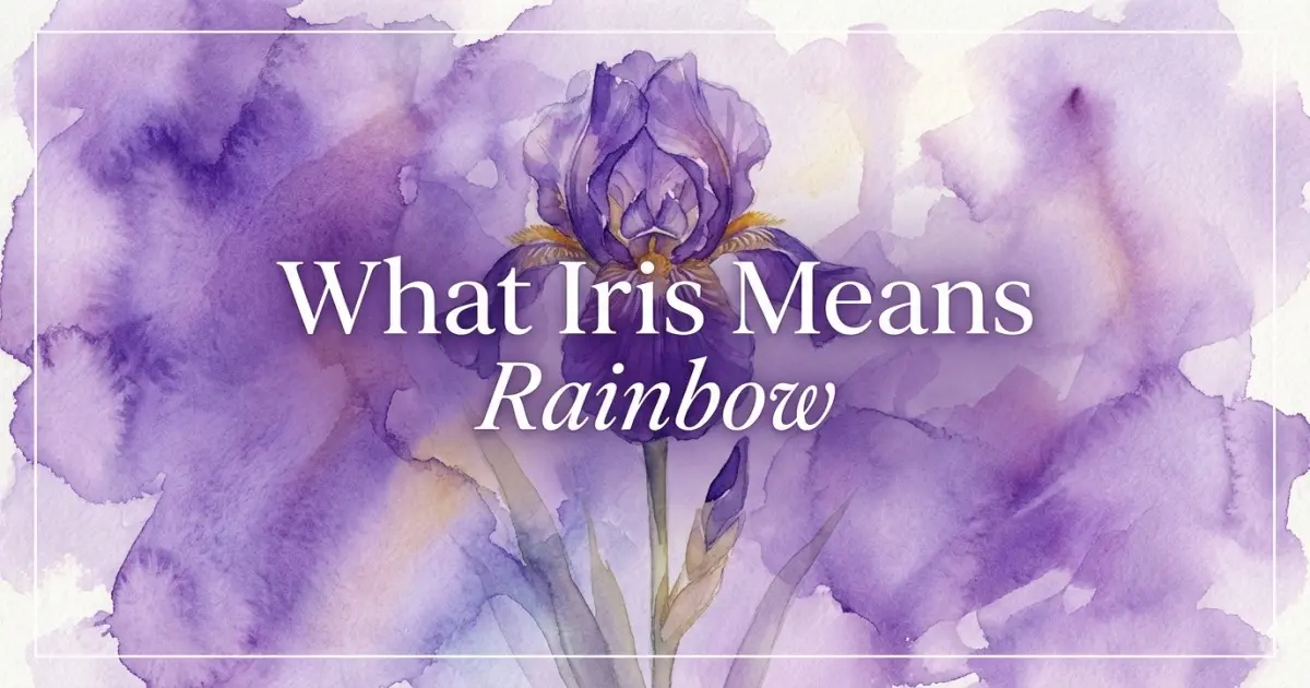 Iris name meaning Rainbow