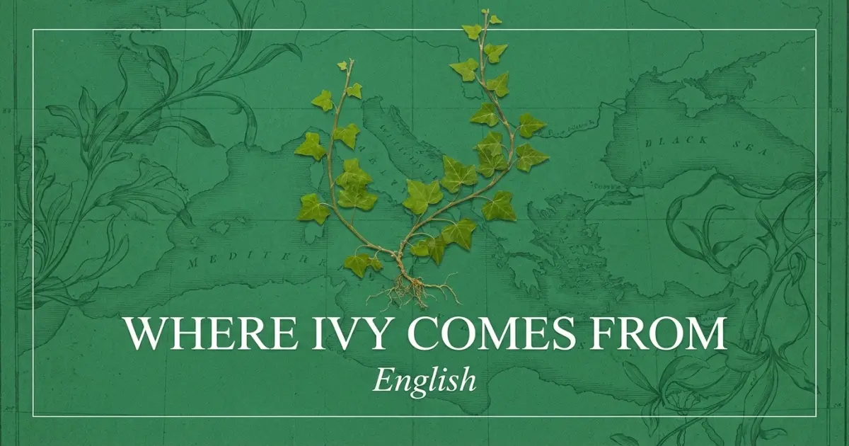 The name Ivy comes from: English