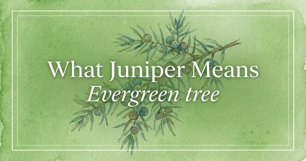 Juniper name meaning Evergreen tree