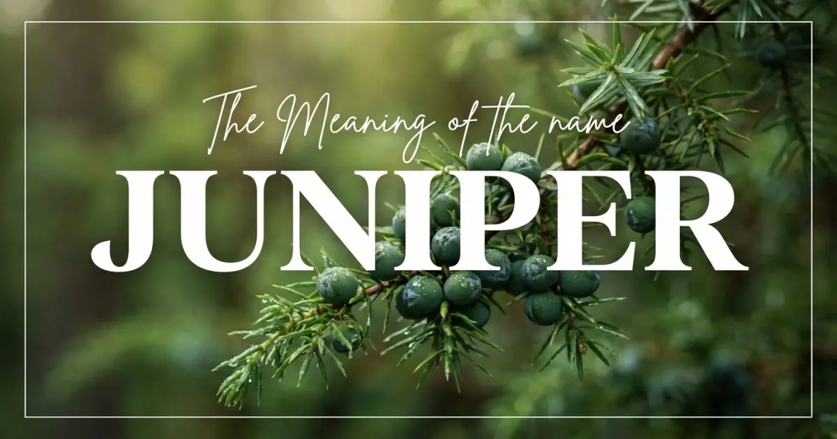Juniper name meaning
