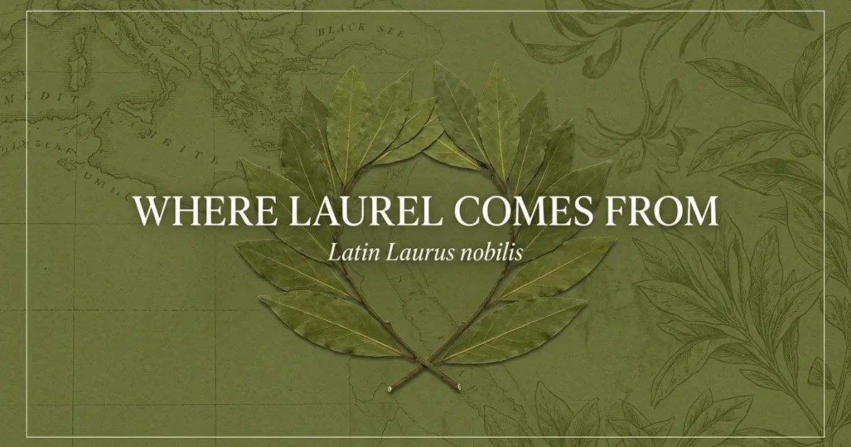 The name Laurel comes from: Latin