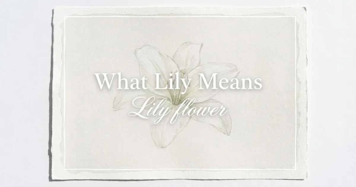 What Lily Means