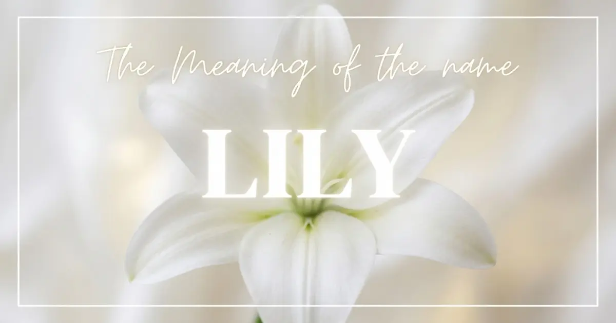 Lily name meaning