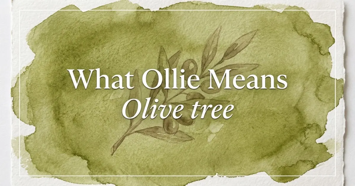 Ollie name meaning Olive tree