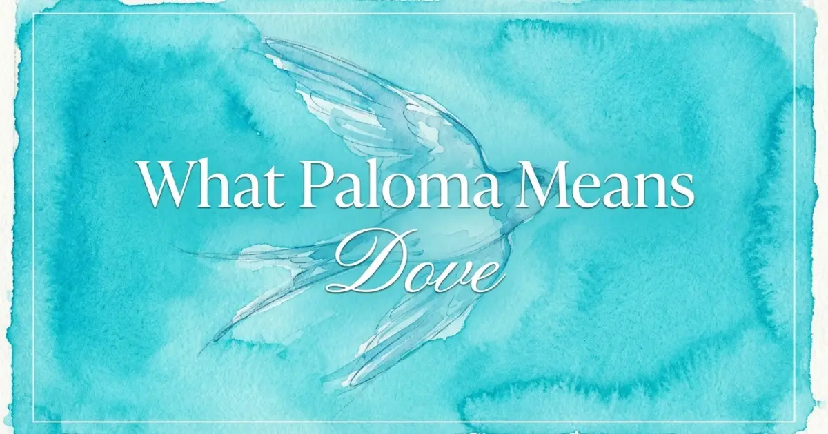 Paloma name meaning Dove