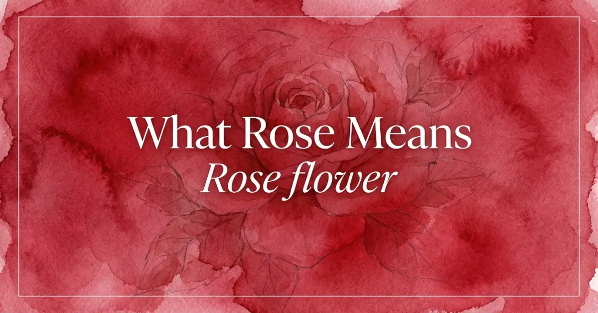What Rose Means