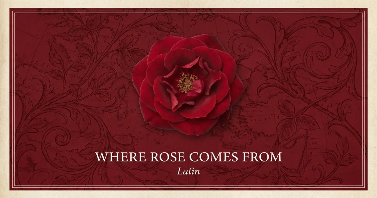 Where Rose Comes From