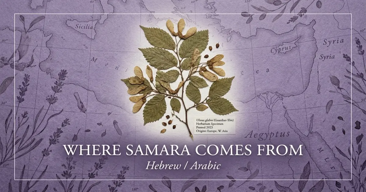 The name Samara comes from: Hebrew/Arabic