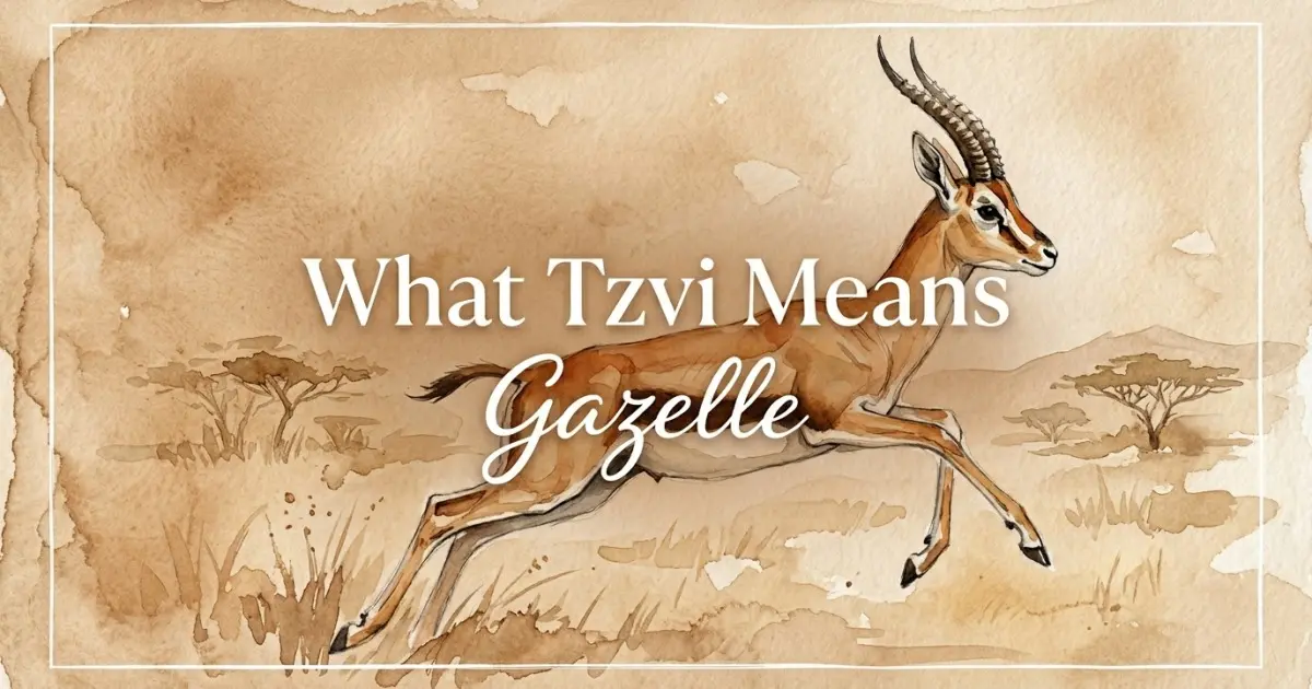 Tzvi name meaning Gazelle