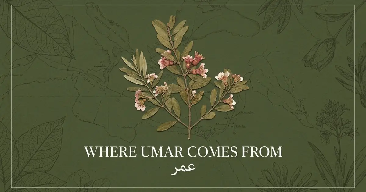 The name Umar comes from: Arabic